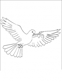 Раскраски голубь скачать и распечатать бесплатно
