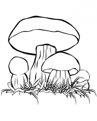 Раскраска «Белый гриб»