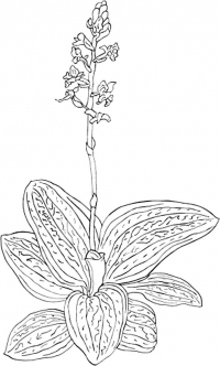 Раскраска орхидеи » Gratis Ausdrucken & Ausmalen » Artus Art